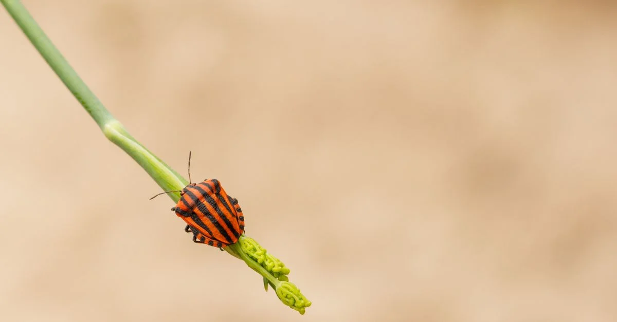 Image détaillée d'une punaise à rayures rouges et noires sur une tige de plante verte.